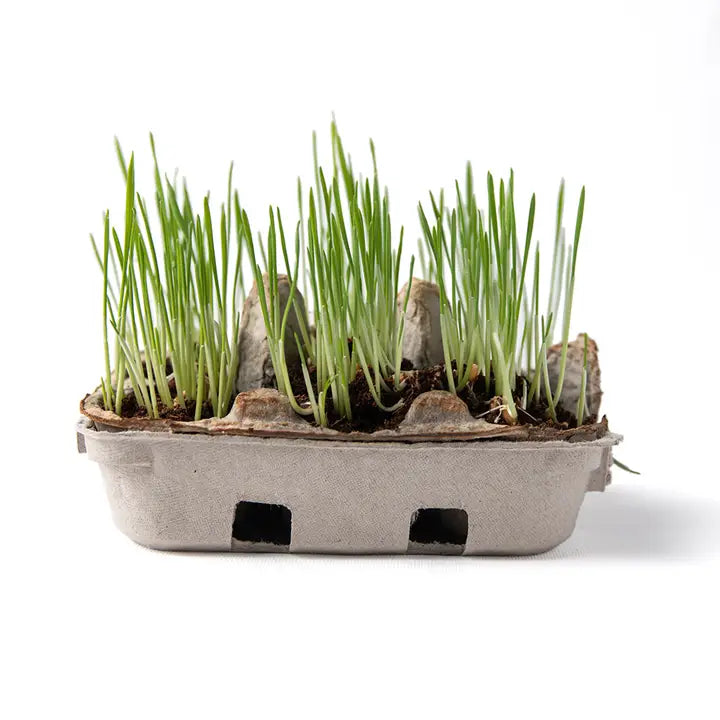 Egg Coloring/Grass Growing Kit - Eco-Kids