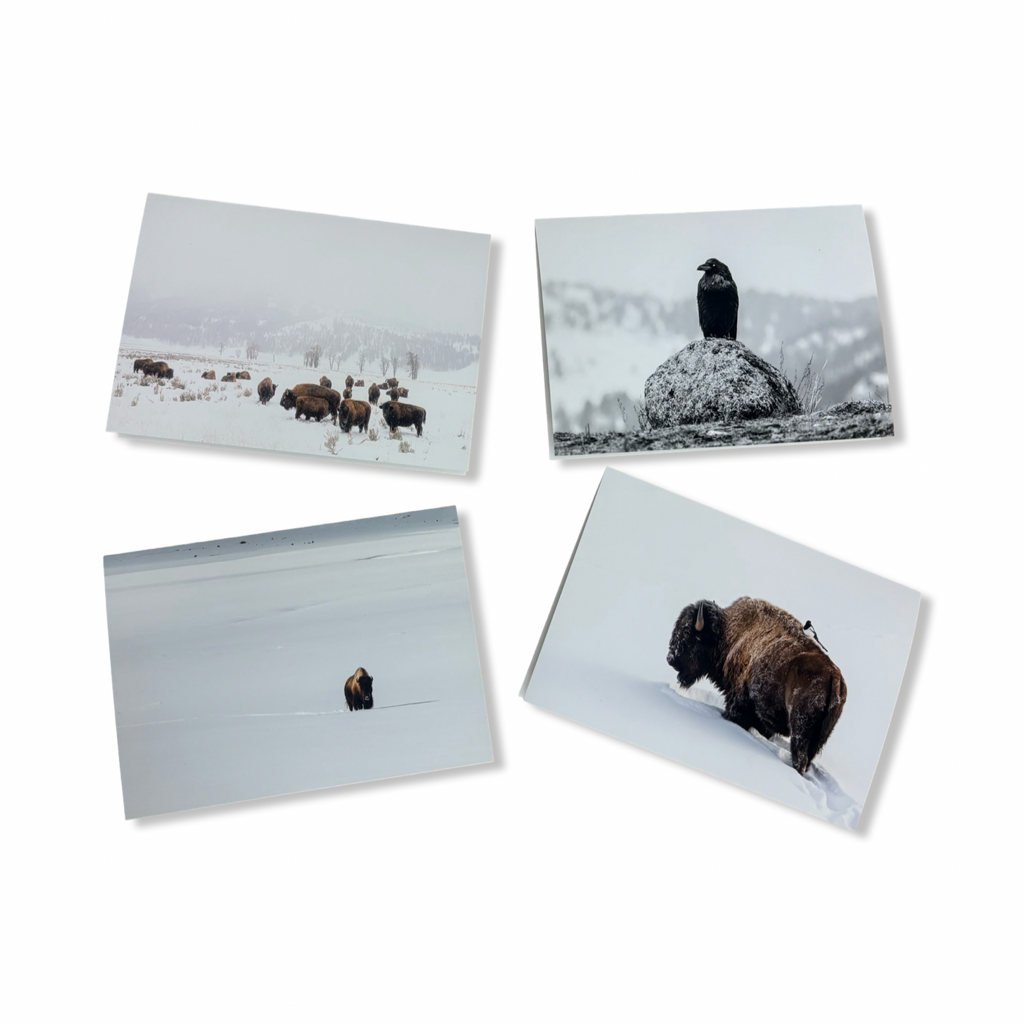 Greeting Cards - Alexis Bonogofsky