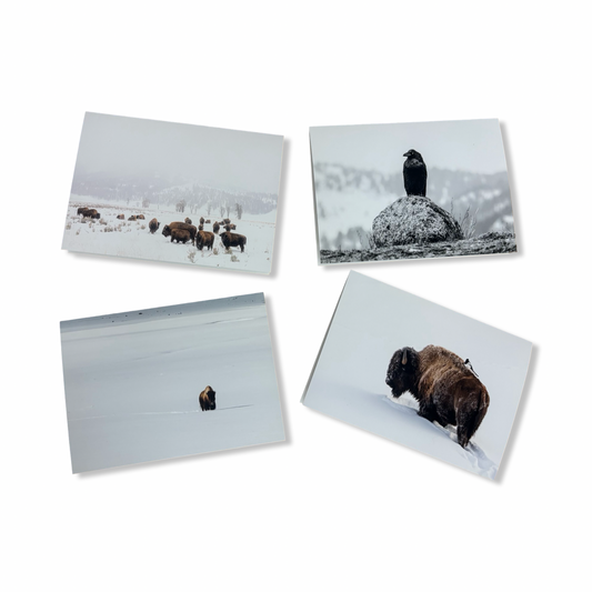 Greeting Cards - Alexis Bonogofsky