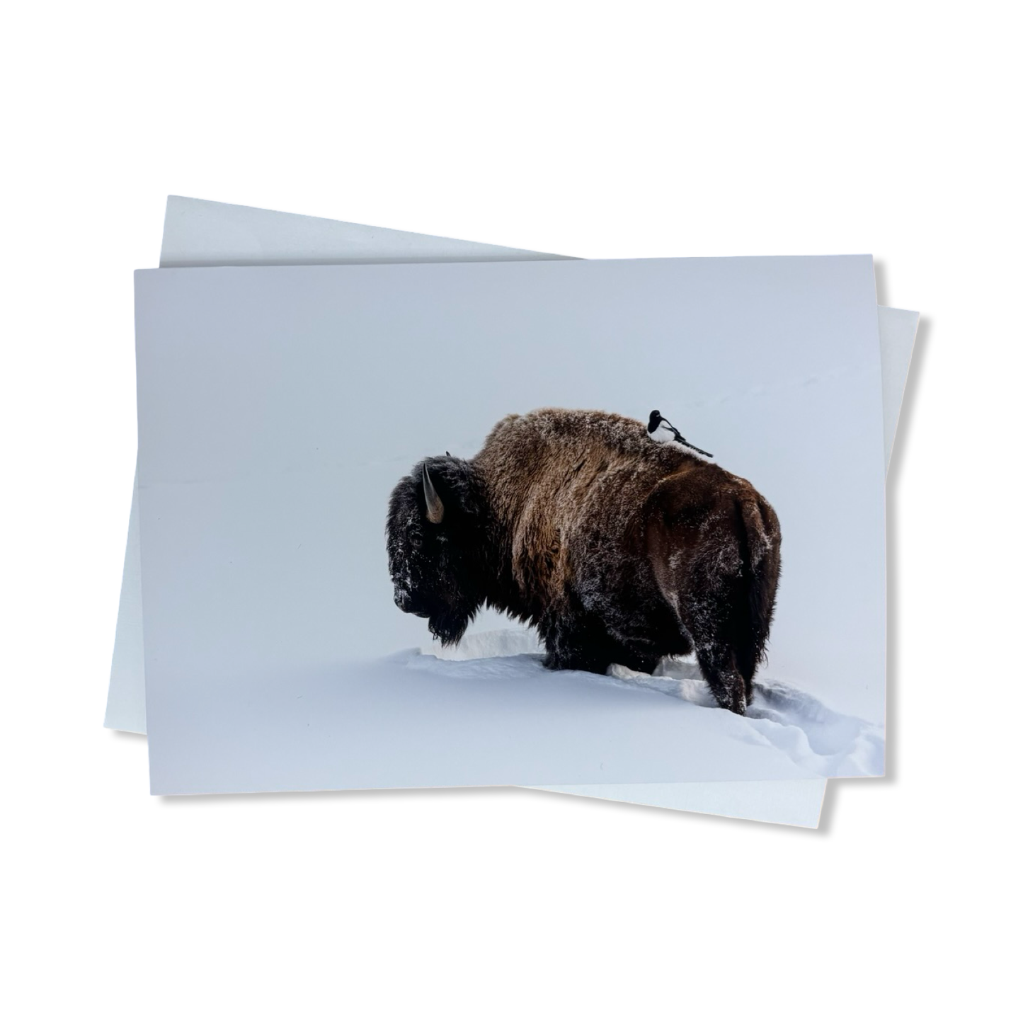 Greeting Cards - Alexis Bonogofsky