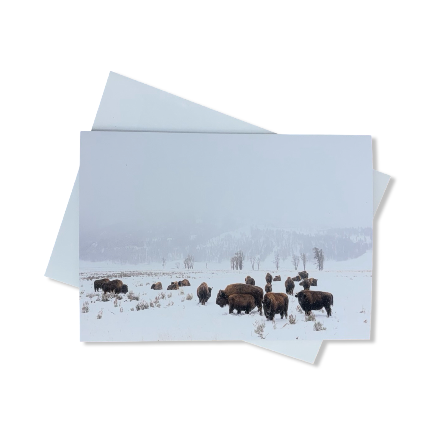 Greeting Cards - Alexis Bonogofsky