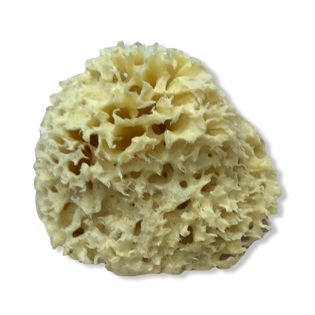 Sea Sponge - Package Free